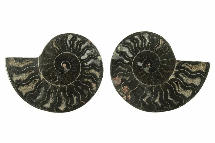 Cut & Polished Ammonite Fossil - Unusual Black Color #263312